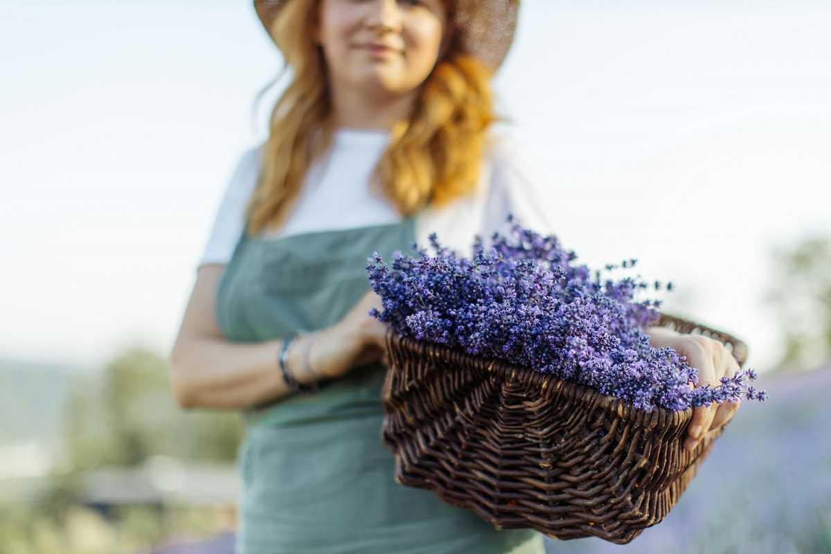 7 Unexpected Ways to Incorporate Lavender into Your Home Cooking